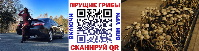 Галлюциногенные грибы Psilocybe  Купить где  Анжеро-Судженск 